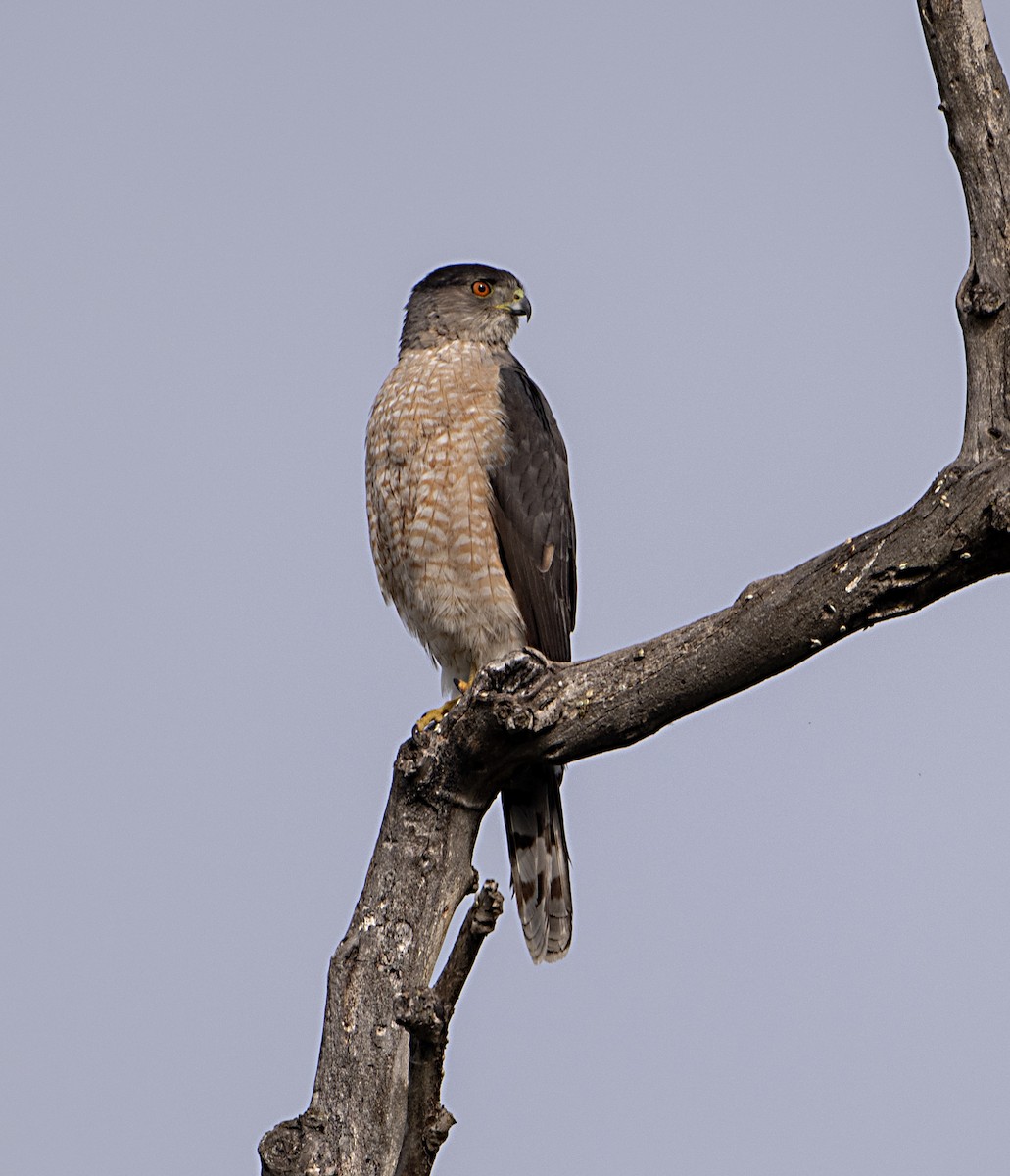 Cooper's Hawk - ML633191045