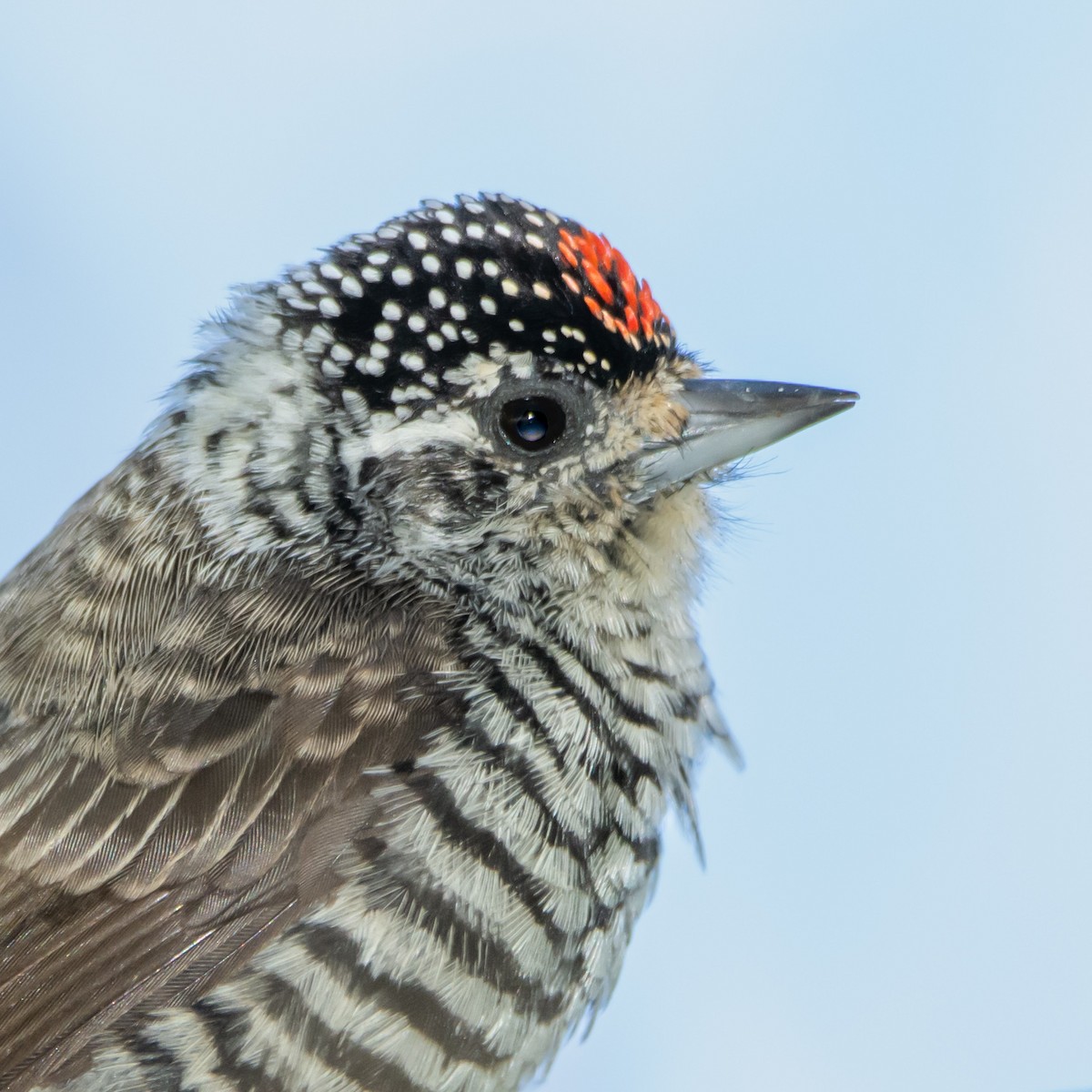 White-barred Piculet - ML633191106
