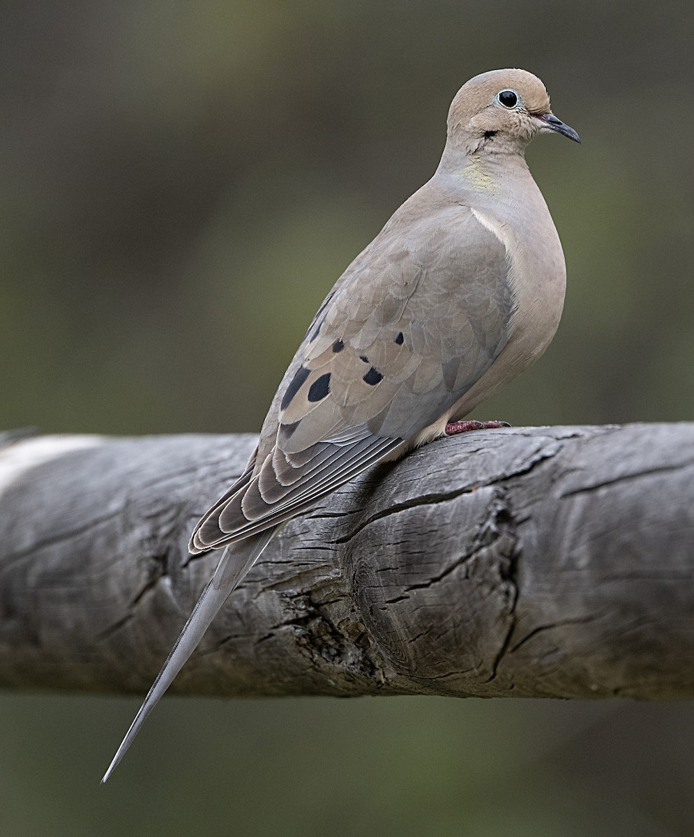 Mourning Dove - ML633191140
