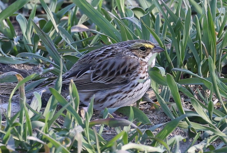Savannah Sparrow - ML633191259
