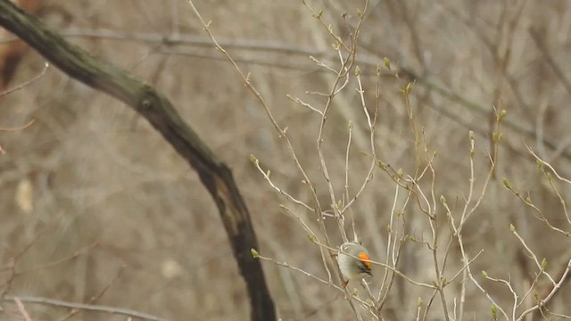 Golden-crowned Kinglet - ML633191351