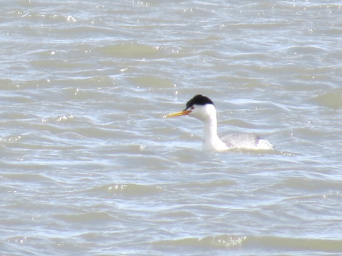 Clark's Grebe - ML633191439