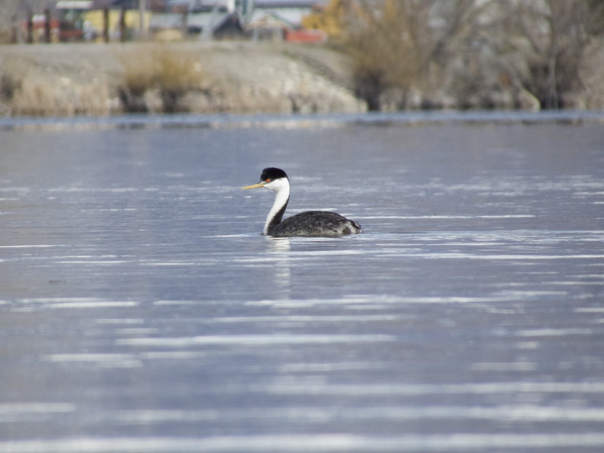 Western Grebe - ML633191460