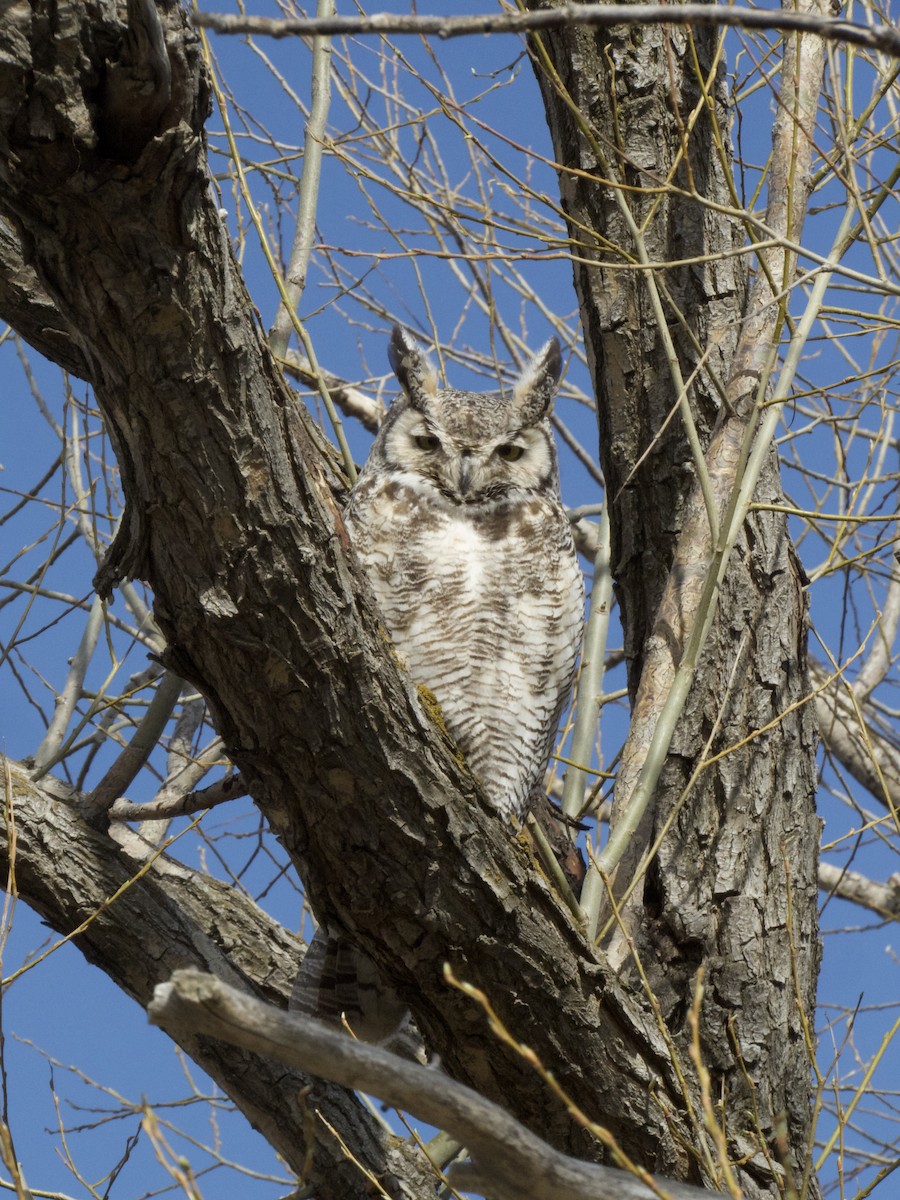 Great Horned Owl - ML633191475