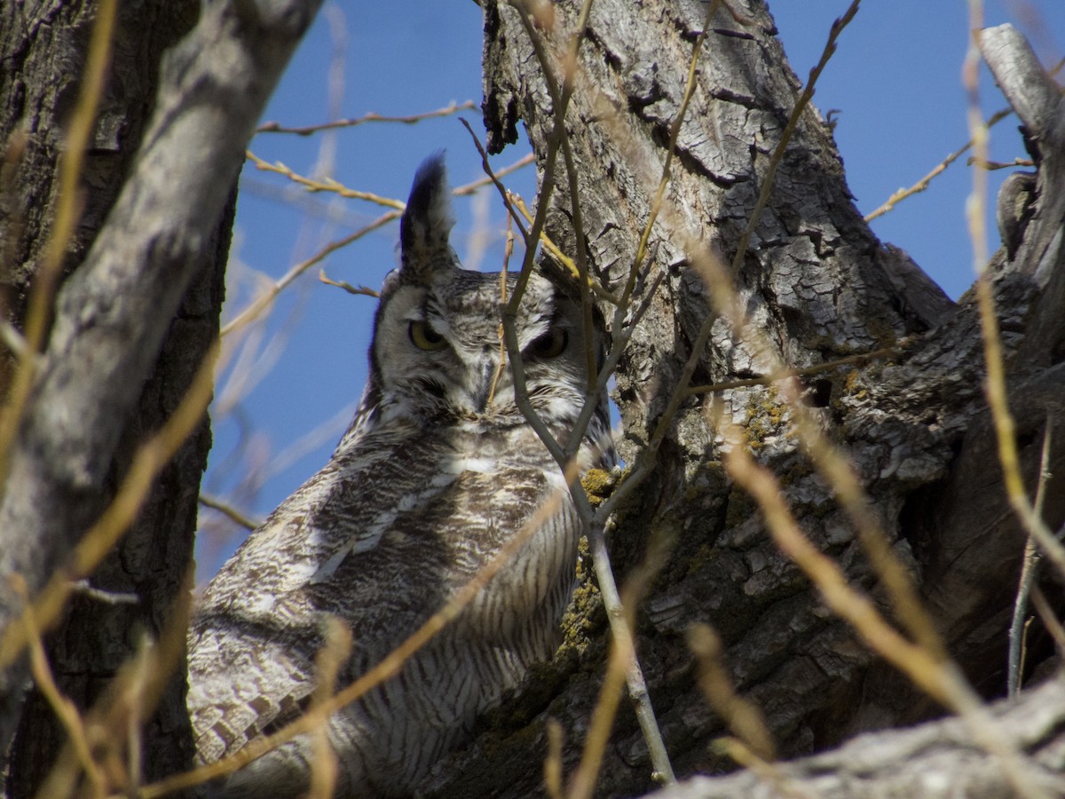 Great Horned Owl - ML633191490