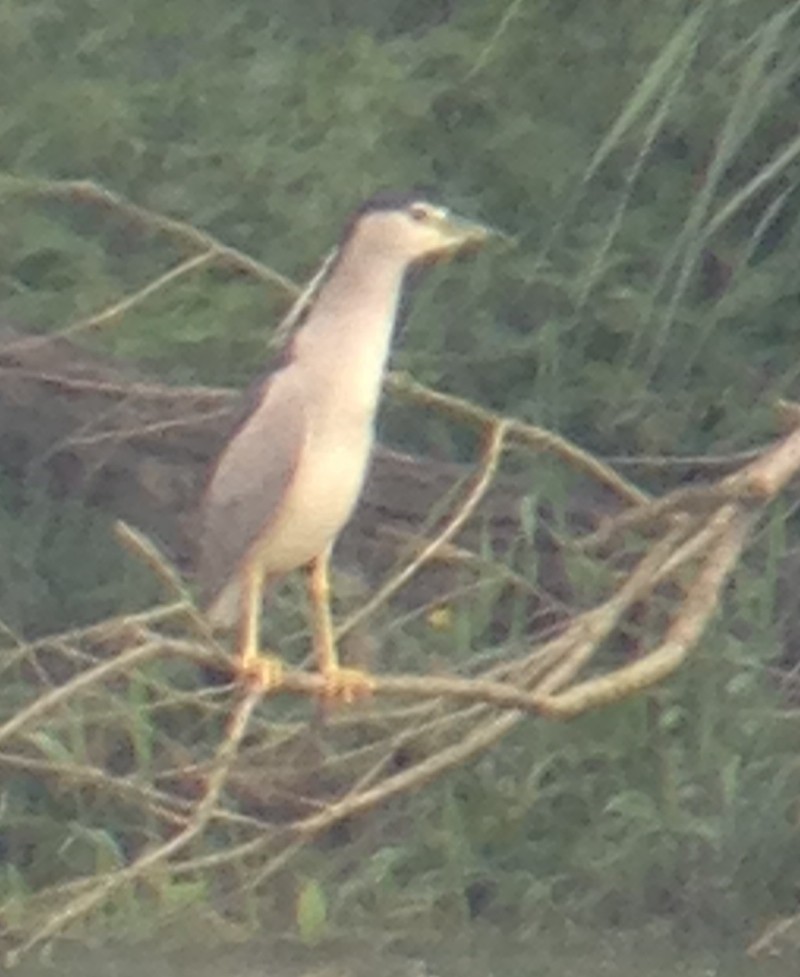 kvakoš noční - ML63319151