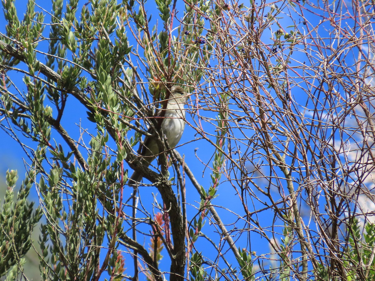 White-crested Elaenia - ML633191563