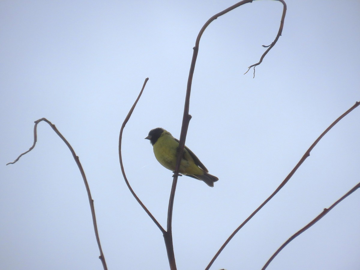 Hooded Siskin - ML633191572