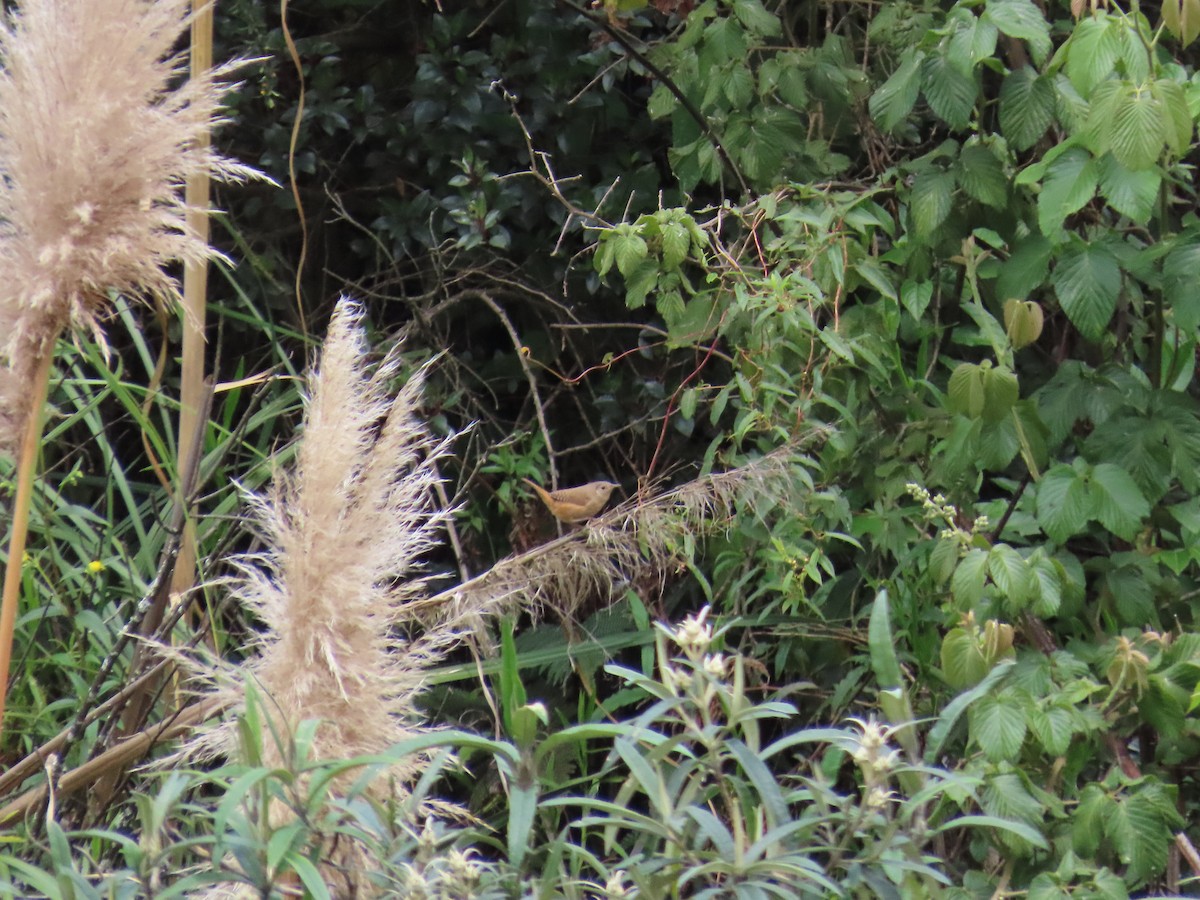 Southern House Wren - ML633191582