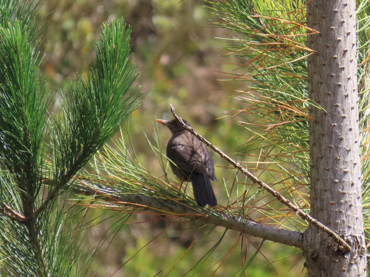 Chiguanco Thrush - ML633191589