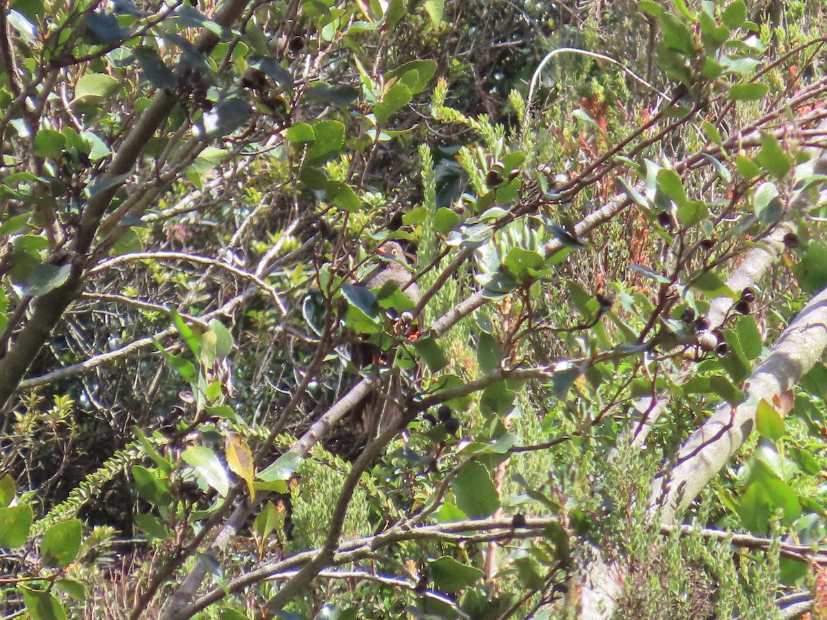 Great Thrush - ML633191592