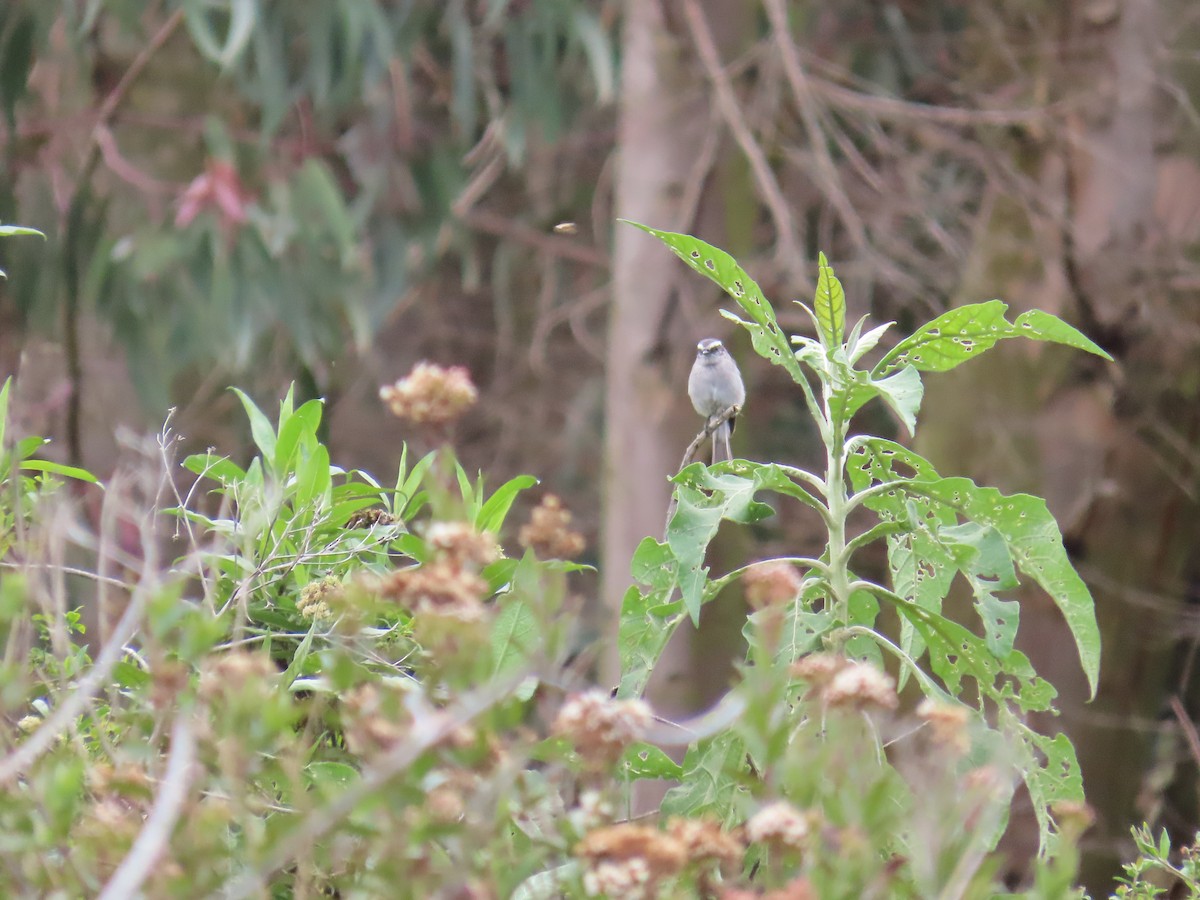 White-browed Chat-Tyrant - ML633191634