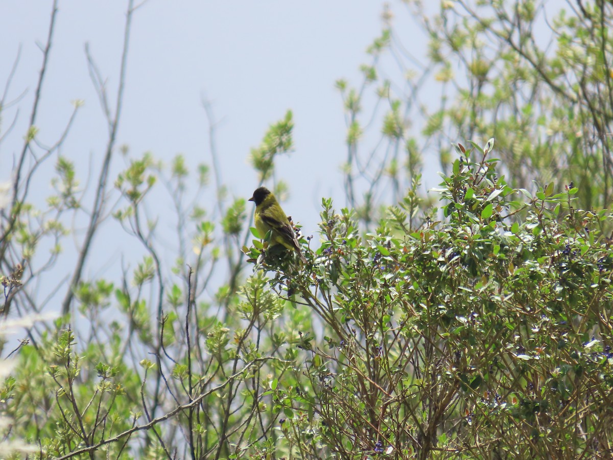 Hooded Siskin - ML633191641