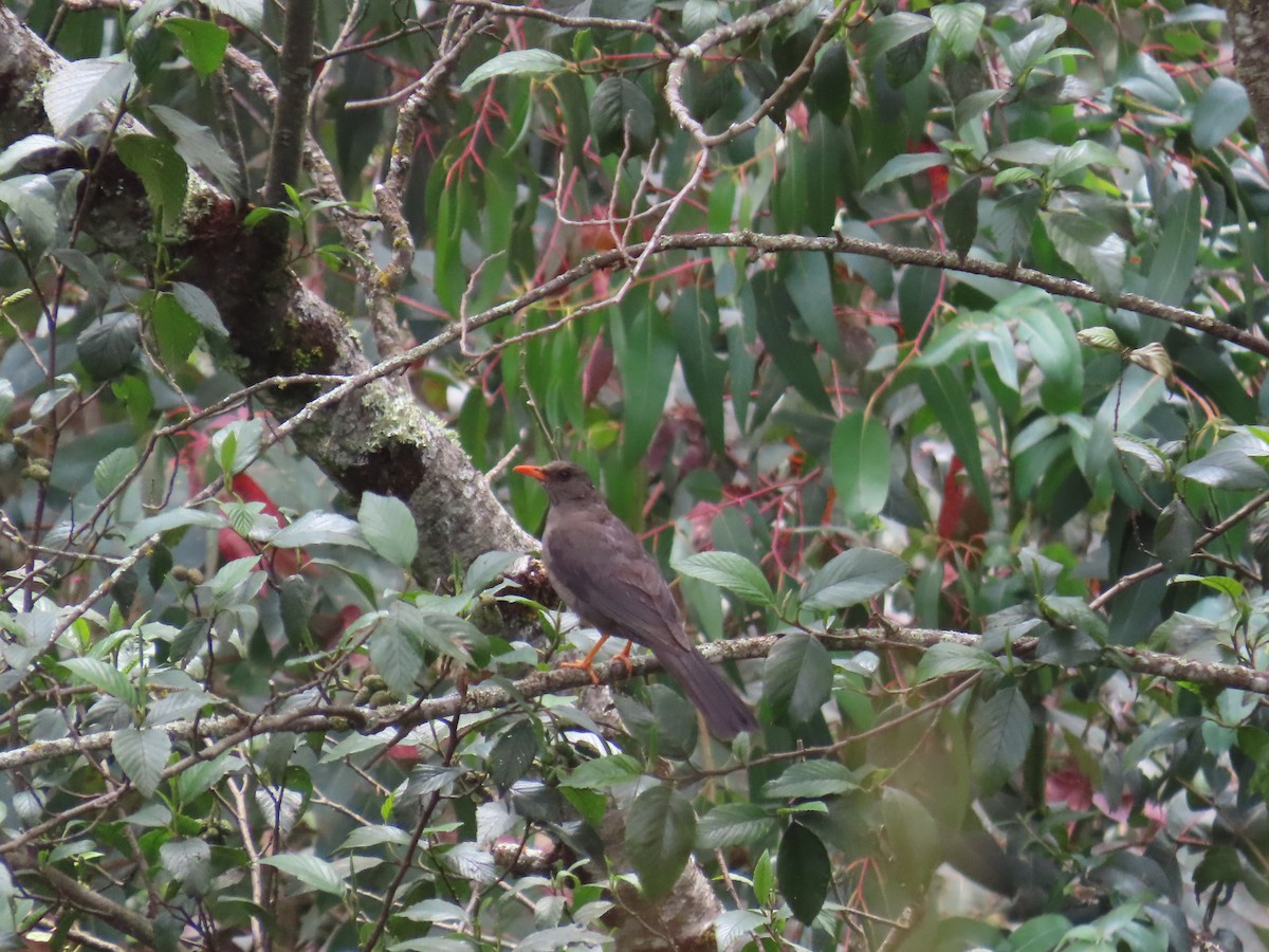 Chiguanco Thrush - ML633191649