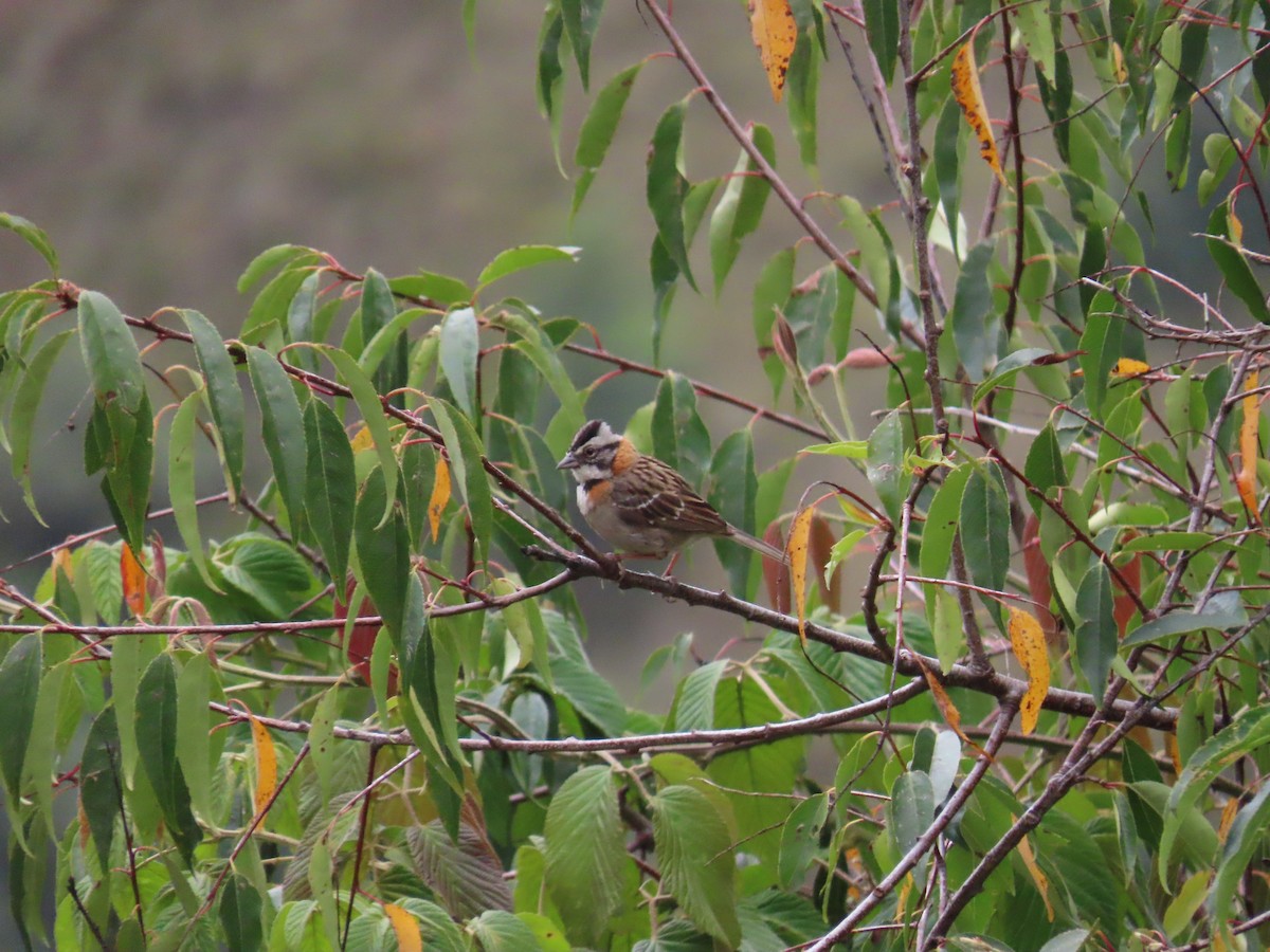 Rufous-collared Sparrow - ML633191667
