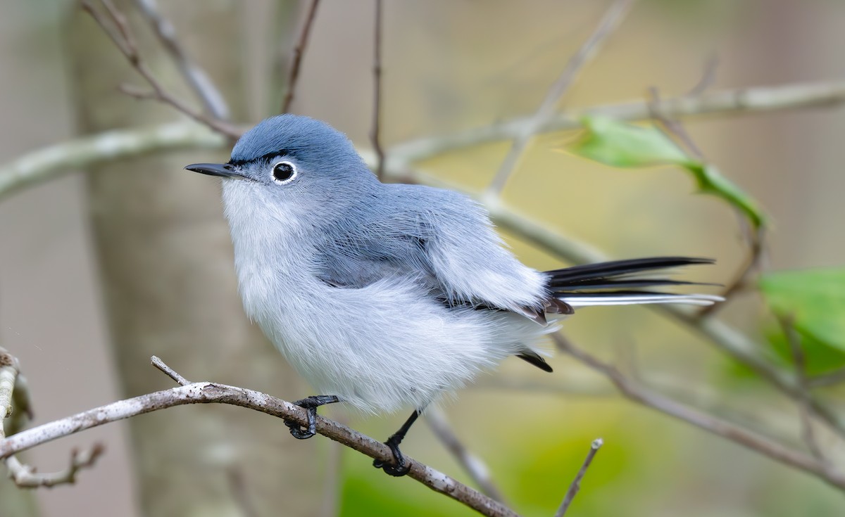 Gökrengi Bitkuşu (caerulea) - ML633191687