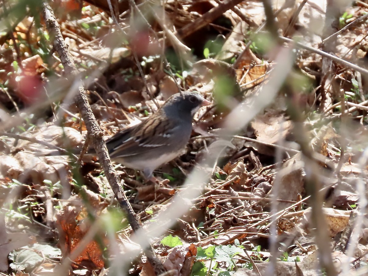 Dark-eyed Junco x White-throated Sparrow (hybrid) - ML633191707