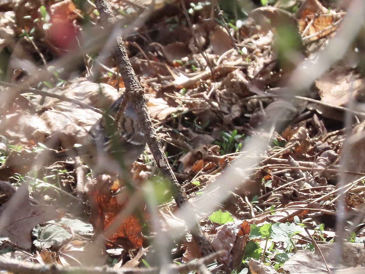 Dark-eyed Junco x White-throated Sparrow (hybrid) - ML633191708