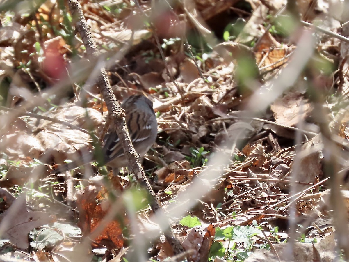 Dark-eyed Junco x White-throated Sparrow (hybrid) - ML633191709