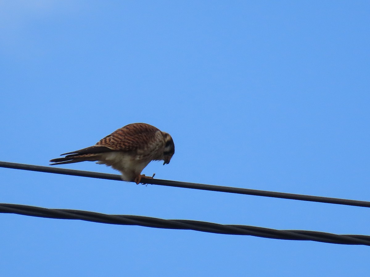 American Kestrel - ML633191724