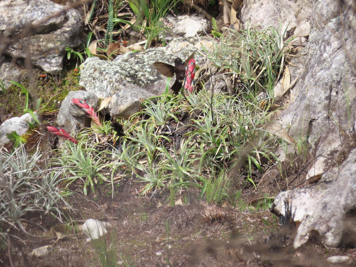 Black Metaltail - ML633191755