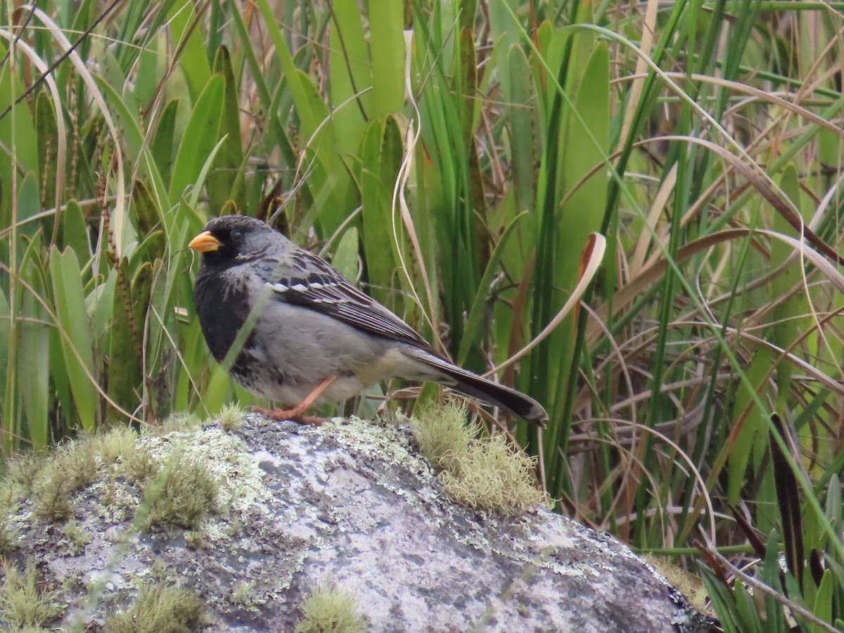 Mourning Sierra Finch - ML633191774