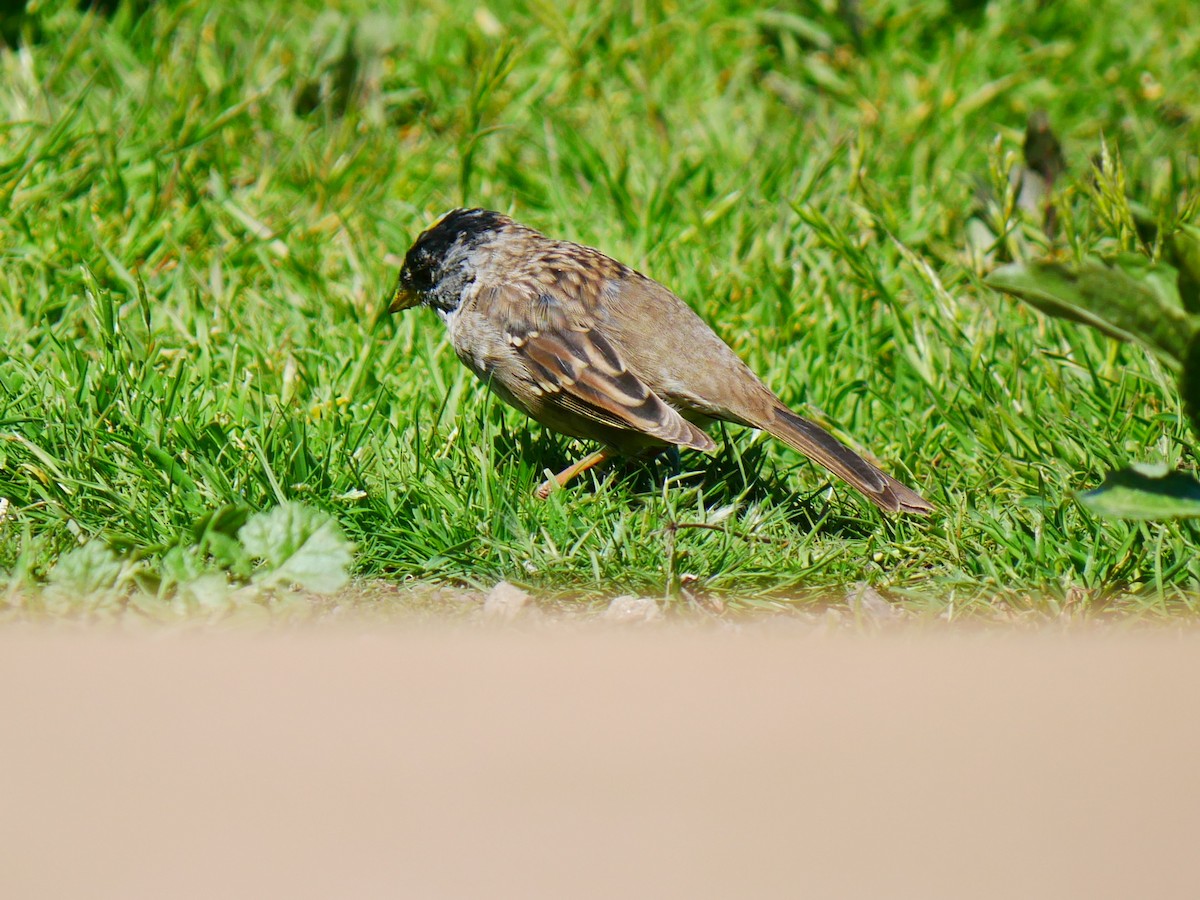 Golden-crowned Sparrow - ML633191812