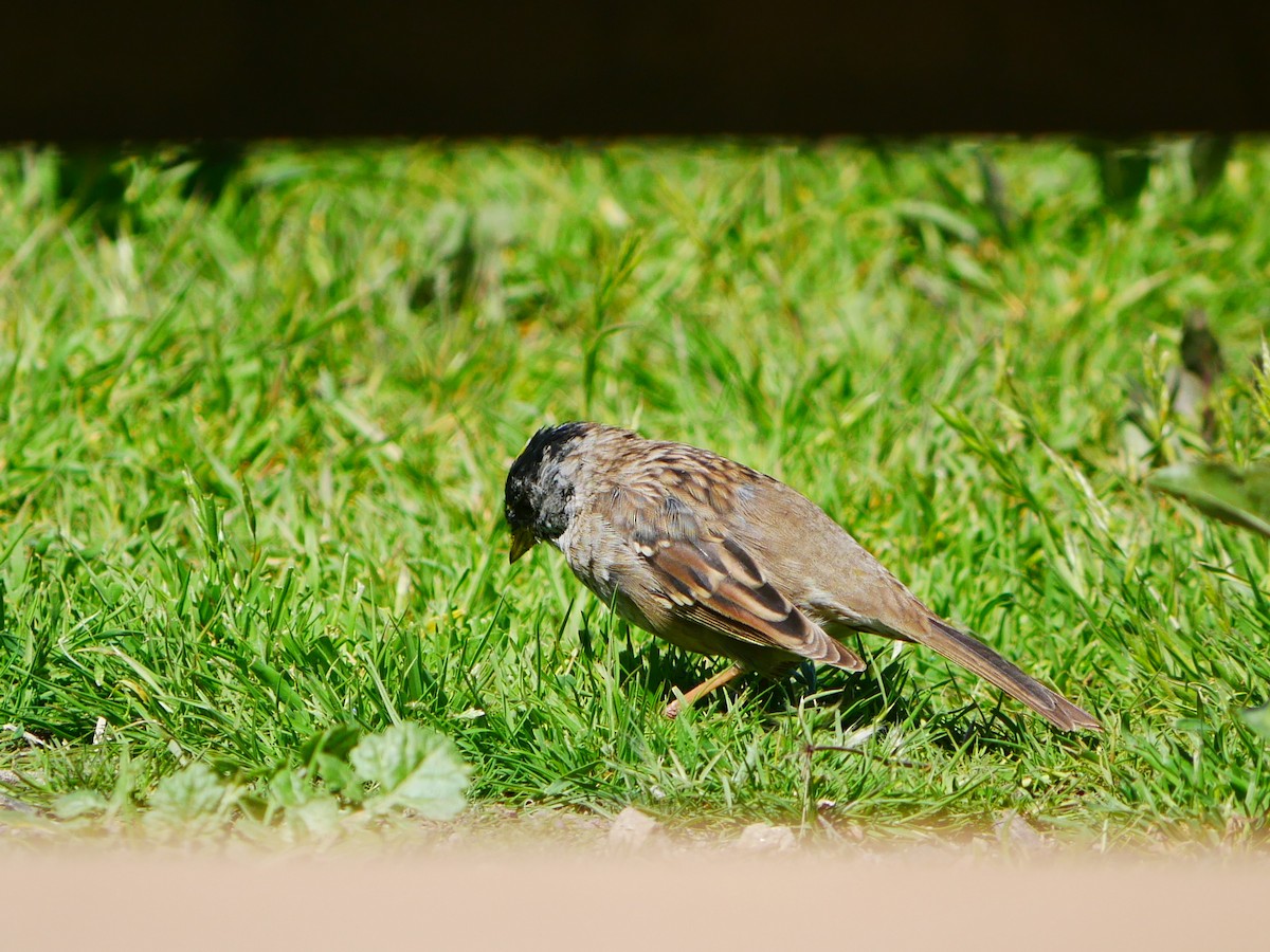 Golden-crowned Sparrow - ML633191813