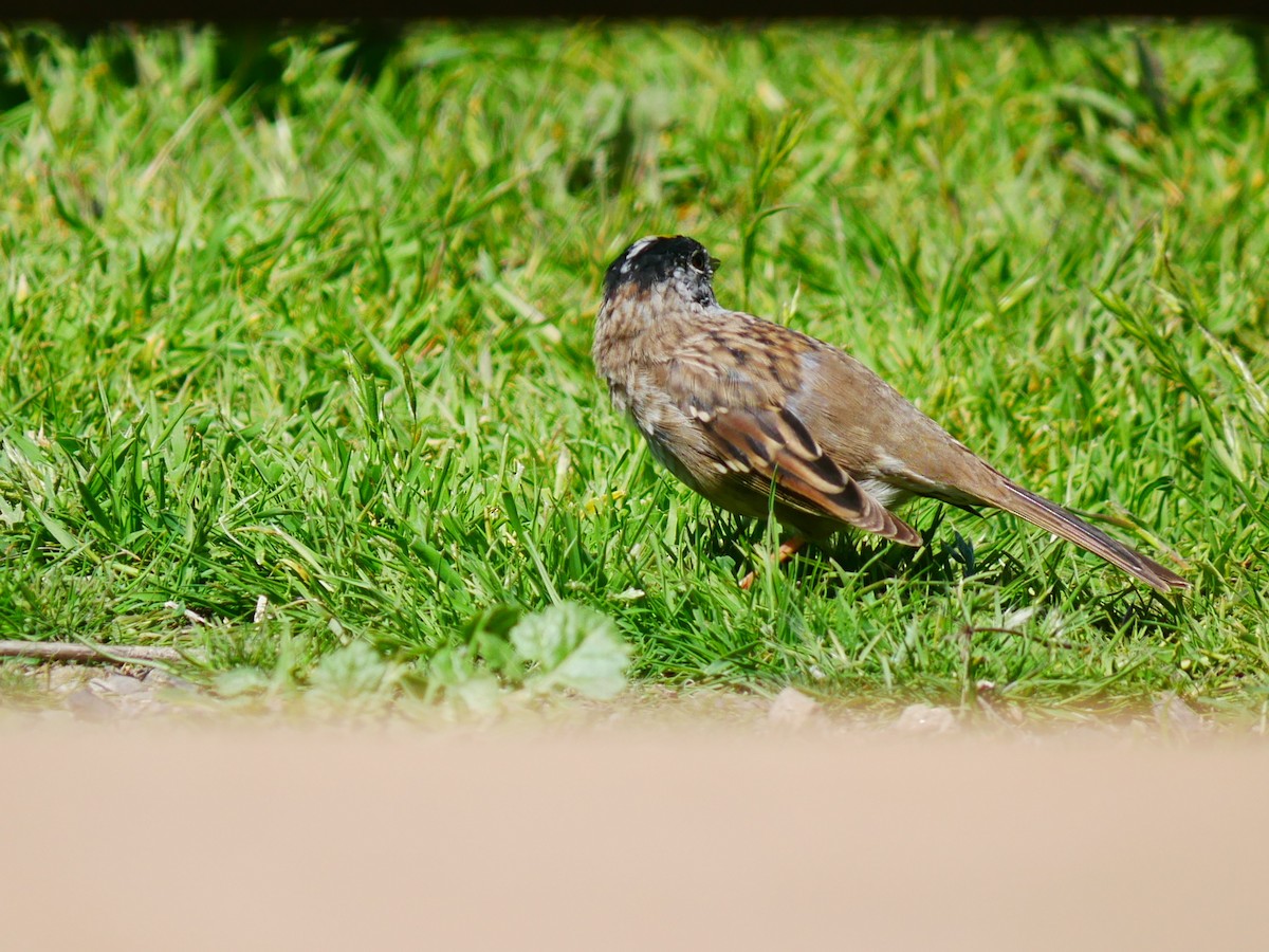 Golden-crowned Sparrow - ML633191814