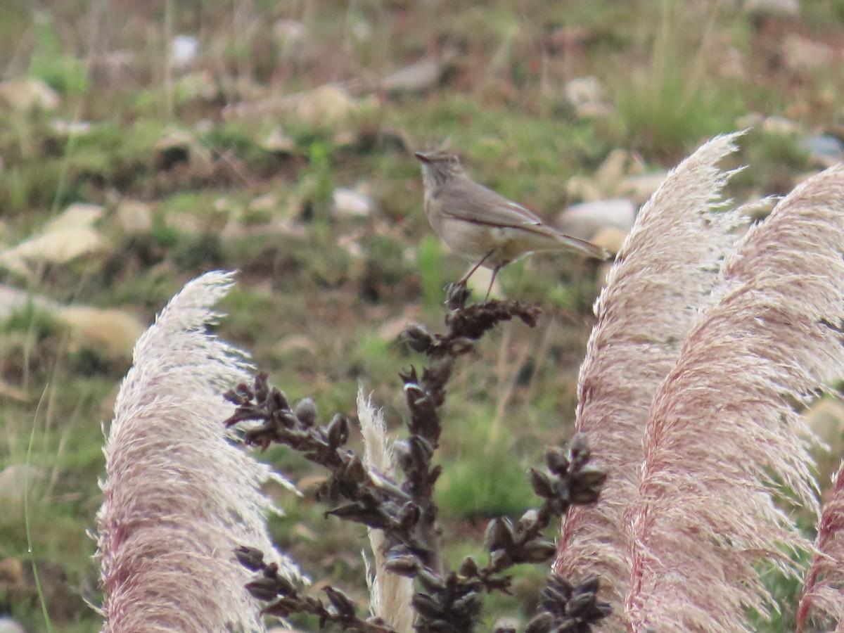 Black-billed Shrike-Tyrant - ML633191847