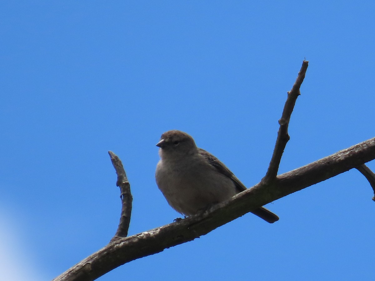 Ash-breasted Sierra Finch - ML633191856