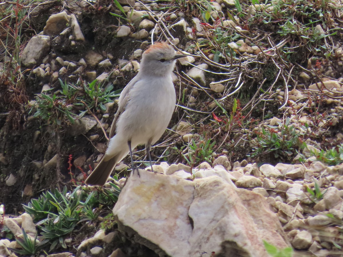 Rufous-naped Ground-Tyrant - ML633191873