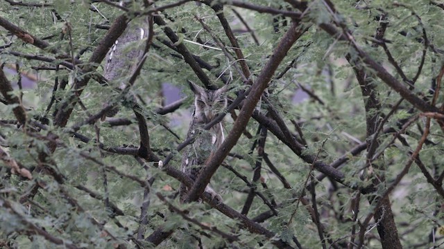 Northern White-faced Owl - ML633191881