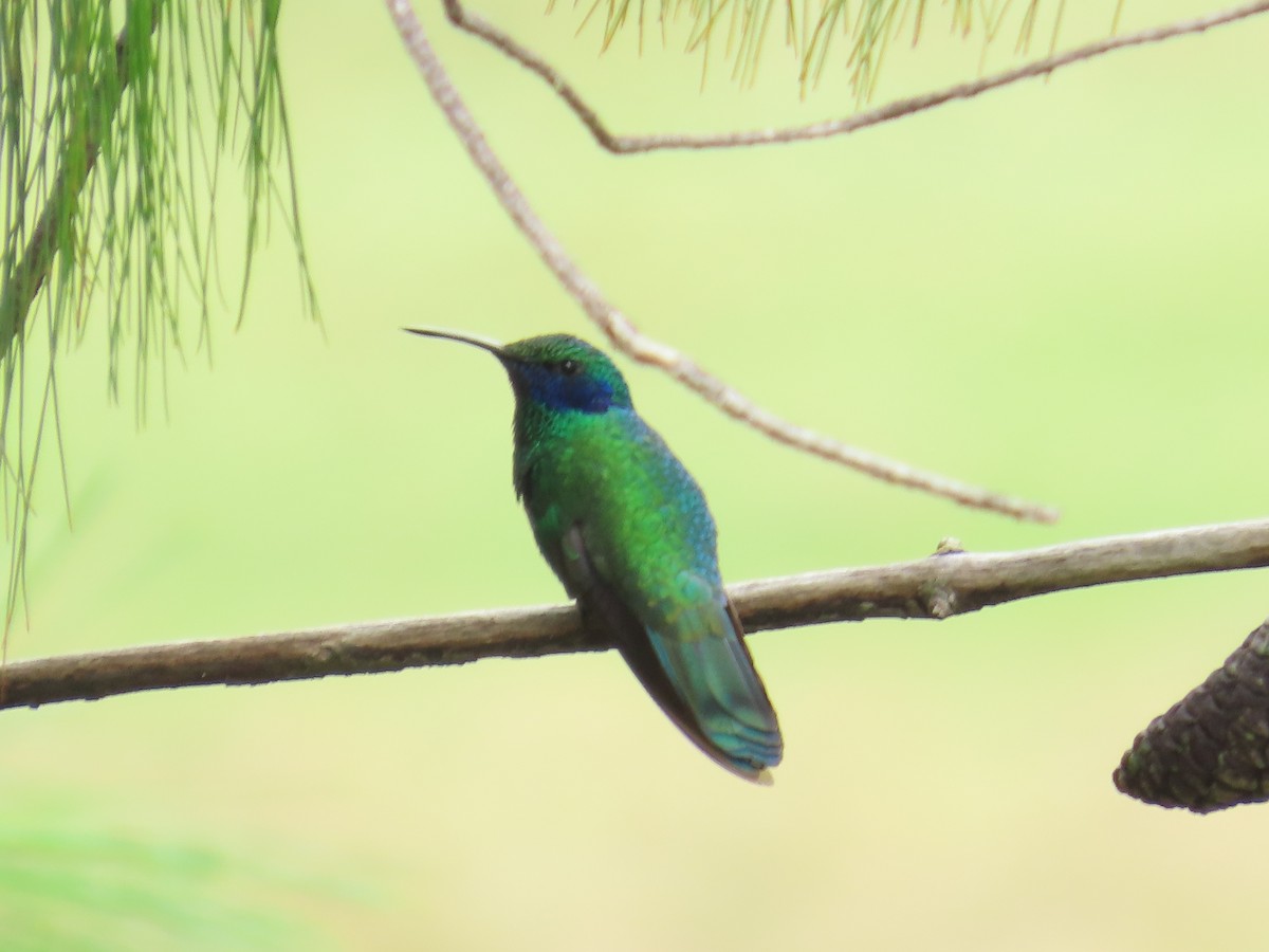 Sparkling Violetear - ML633191957