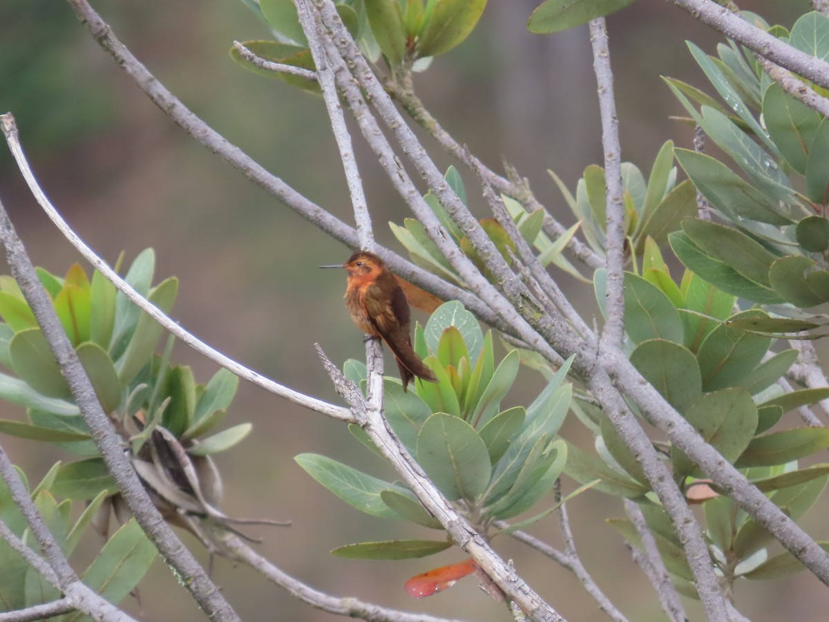 Shining Sunbeam - ML633192016