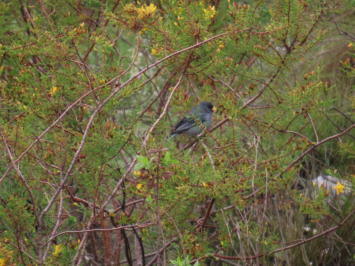 Band-tailed Seedeater - ML633192052