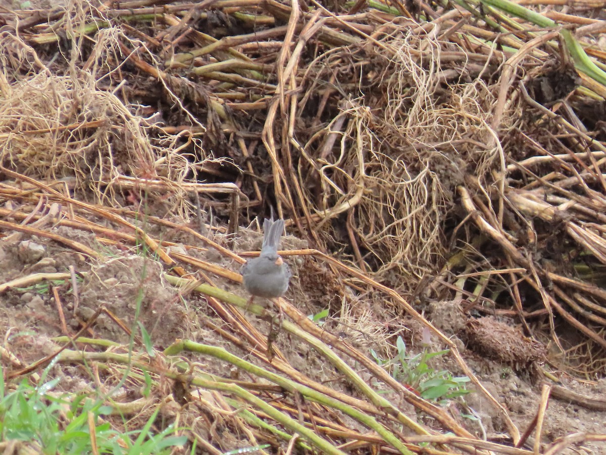 Plain-colored Seedeater - ML633192063
