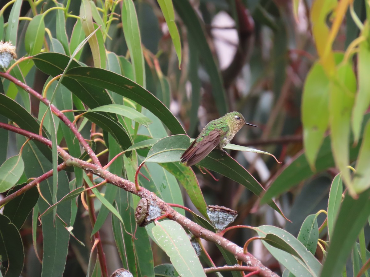 Tyrian Metaltail - ML633192081