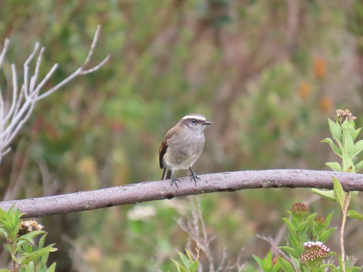 White-browed Chat-Tyrant - ML633192095