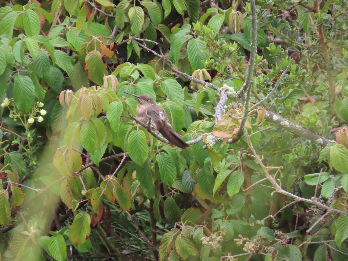 Giant Hummingbird - ML633192112