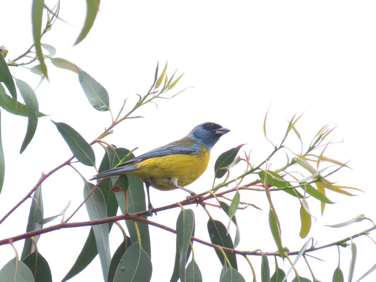 Blue-and-yellow Tanager - ML633192134