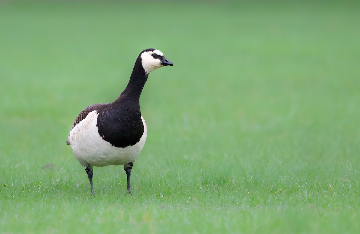 Barnacle Goose - ML633192157
