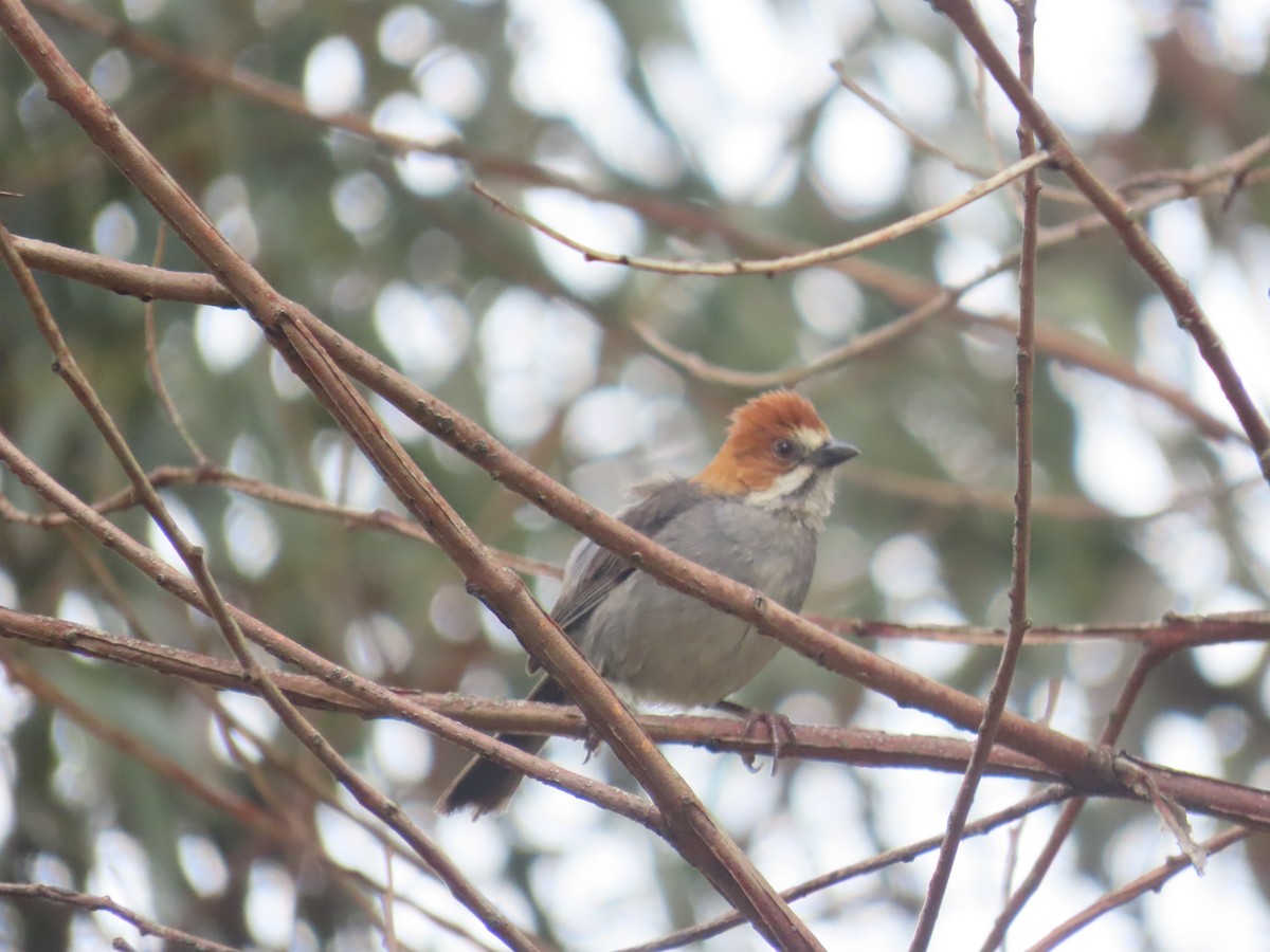 Rufous-eared Brushfinch - ML633192220