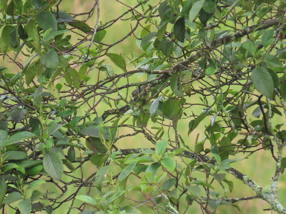 Cinereous Conebill - ML633192228