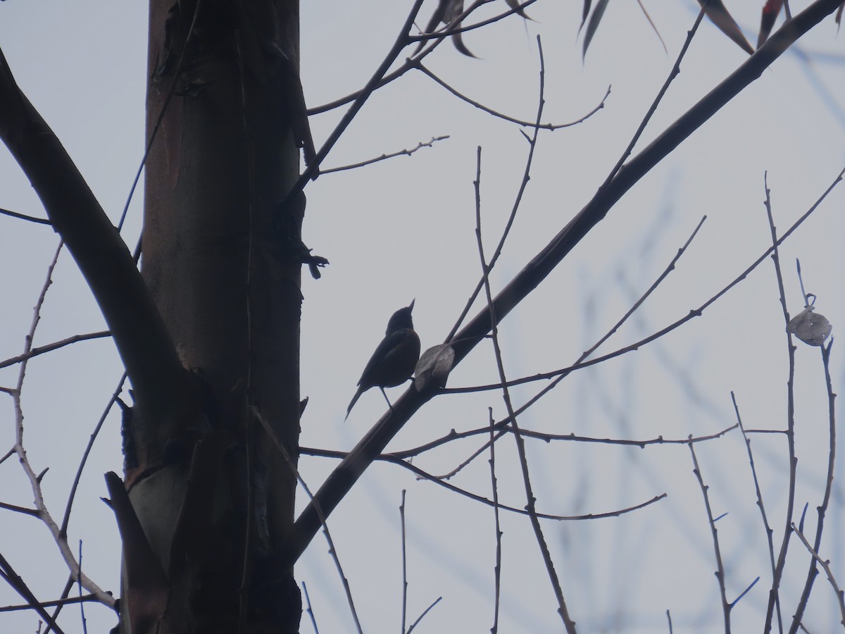 Black-throated Flowerpiercer - ML633192253
