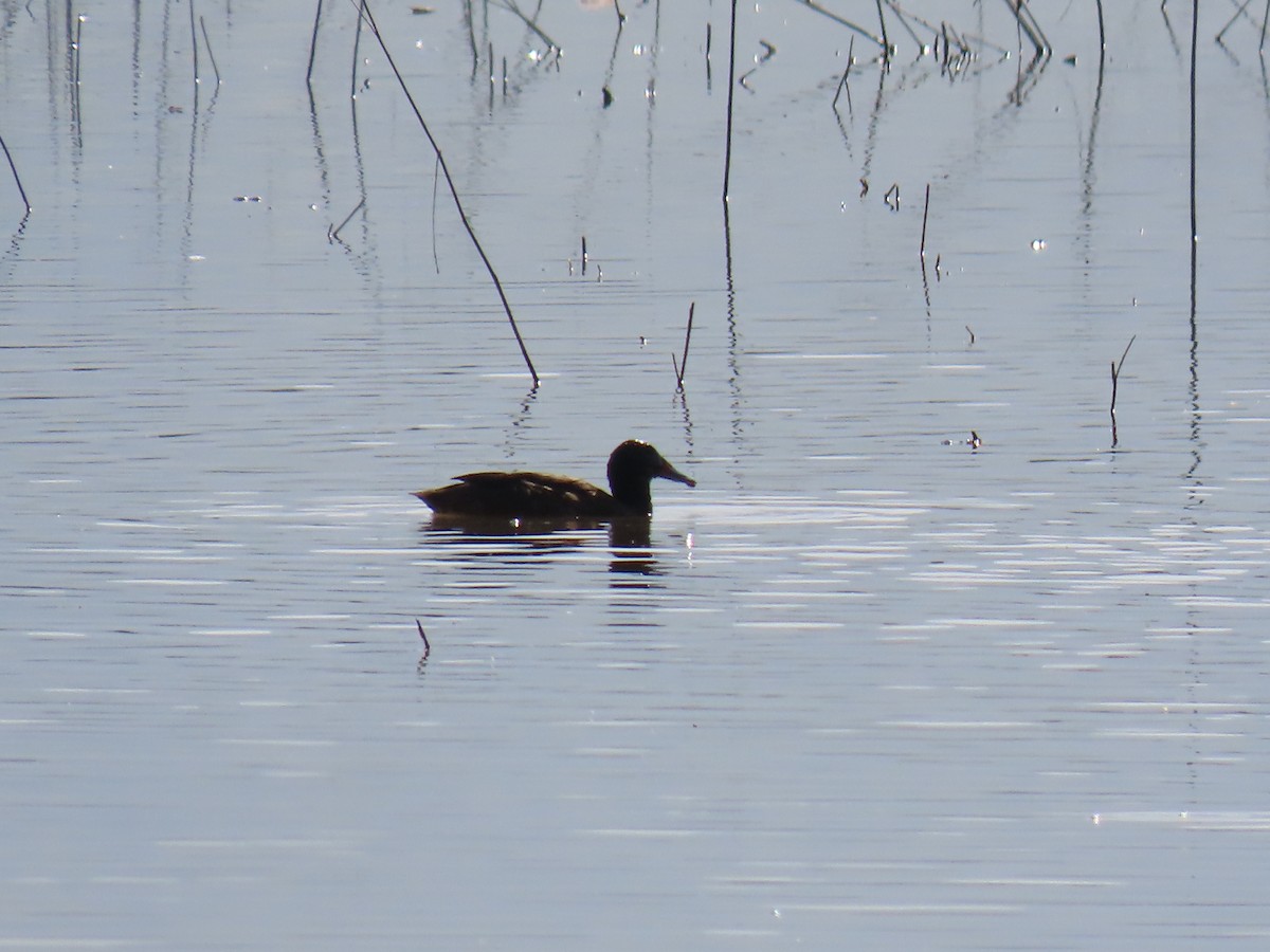Black-headed Duck - ML633192268
