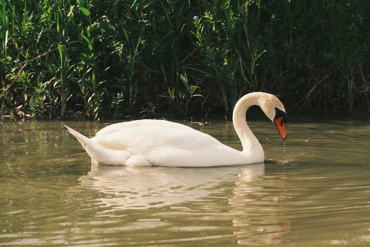 Cigno reale - ML633192271