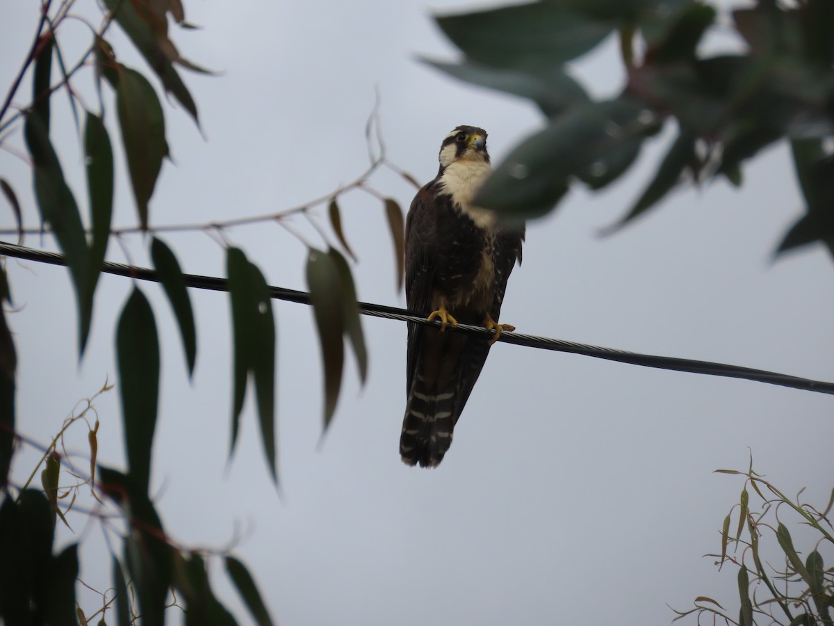 Aplomado Falcon - ML633192276