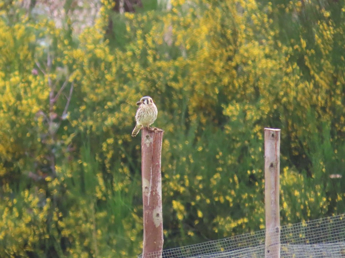 American Kestrel - ML633192285