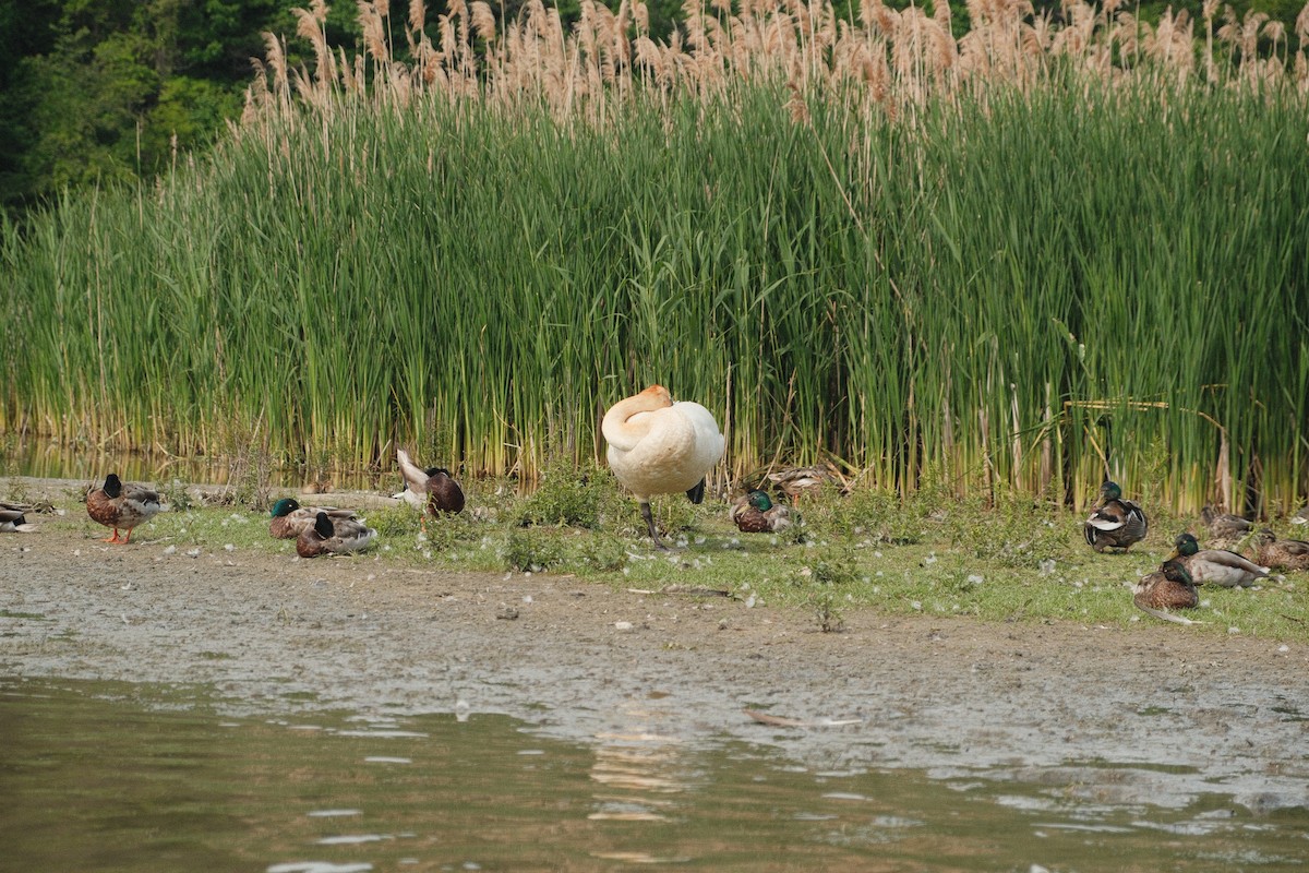 Trumpeter Swan - ML633192304